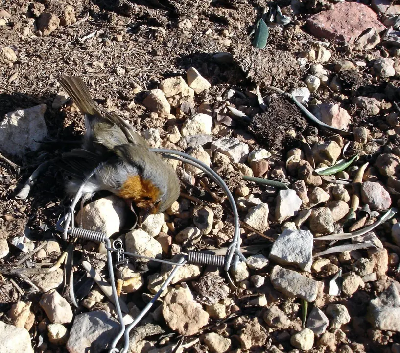 Petirrojo-Capturado-Ilegalmente-&copy;AEAFMA