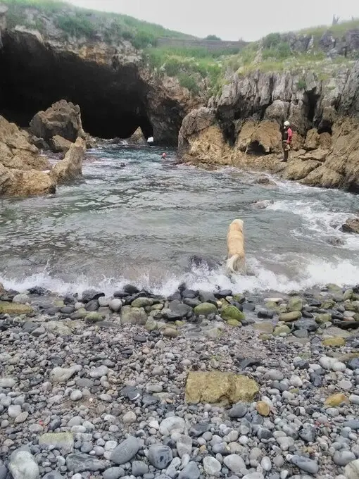 Bomberos Castro rastrean zona Pedregal