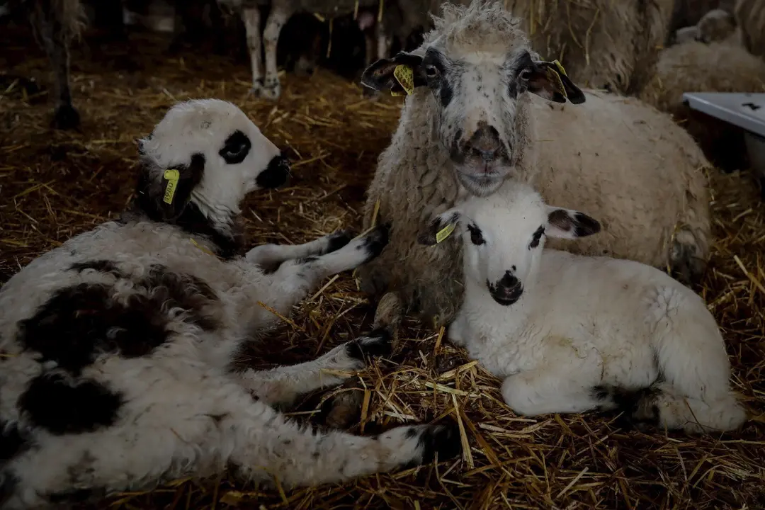 Corderos en un establo de la empresa ganadera Lechal Colmenar 
