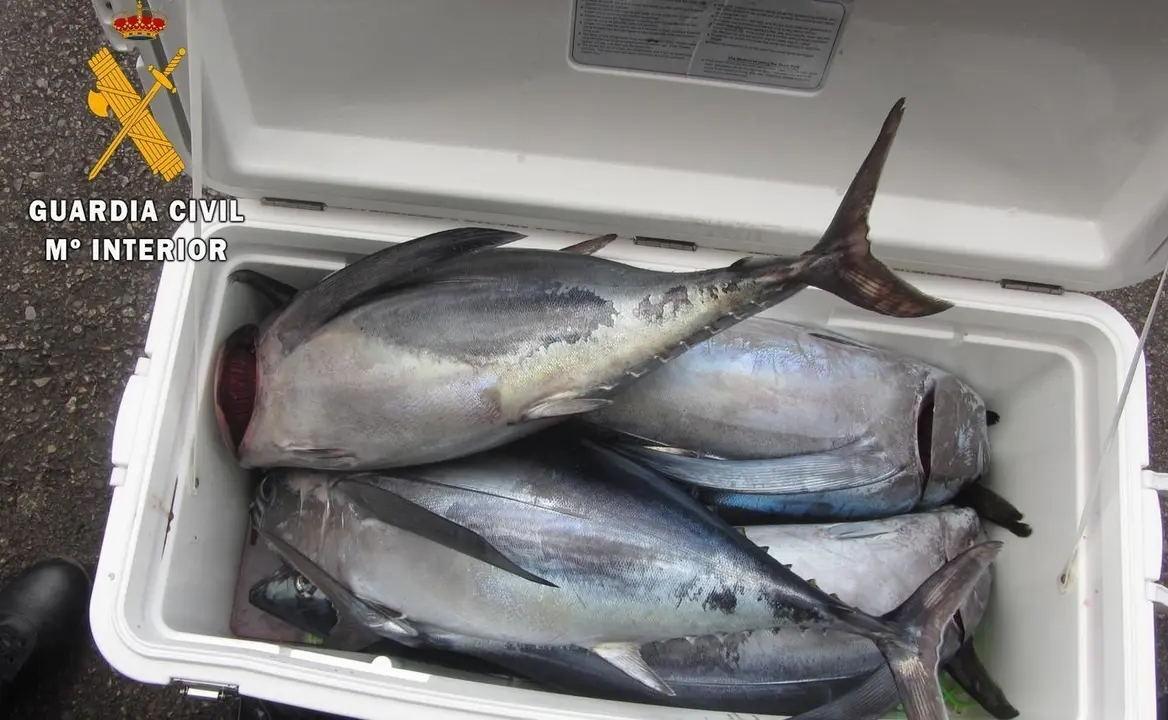 Nota De Prensa La Guardia Civil Interviene 15 Bonitos Cuando Iban A Ser Vendido De Forma Ilegal En Un Restaurante