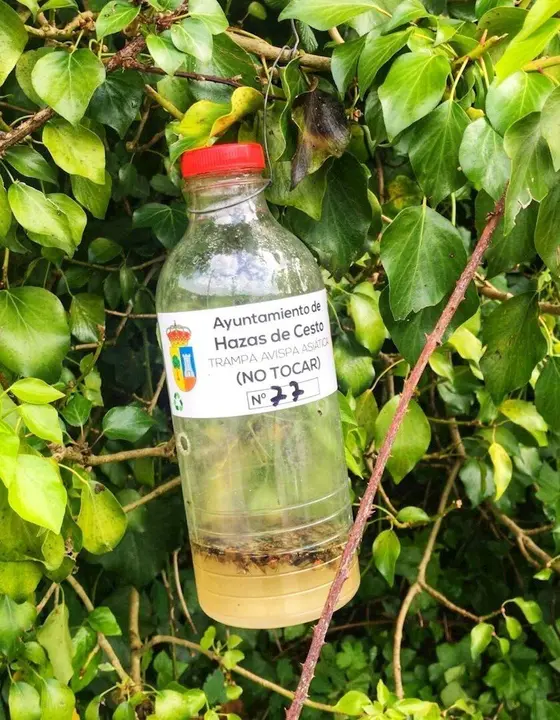 Hazas de Cesto retira 600 reinas en su campa&ntilde;a contra la avispa asi&aacute;tica 