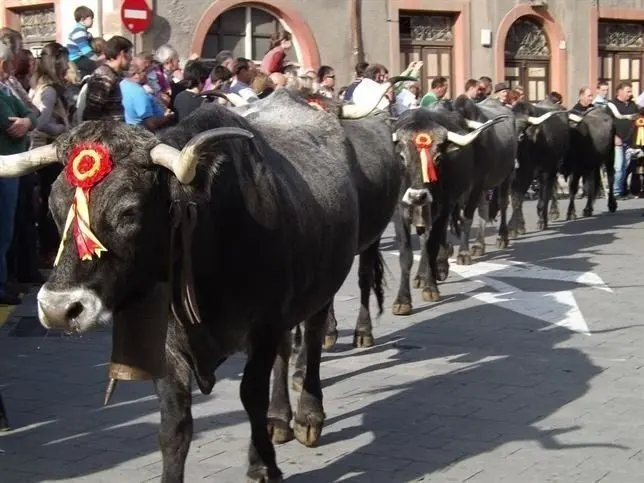 Vaca tudanca. Archivo