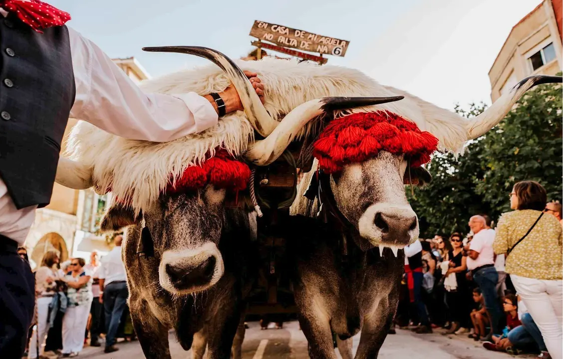 D&iacute;a de Campoo