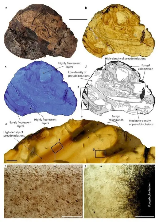Patrones de bandeado en las piezas de &aacute;mbar de El Soplao (Cantabria)