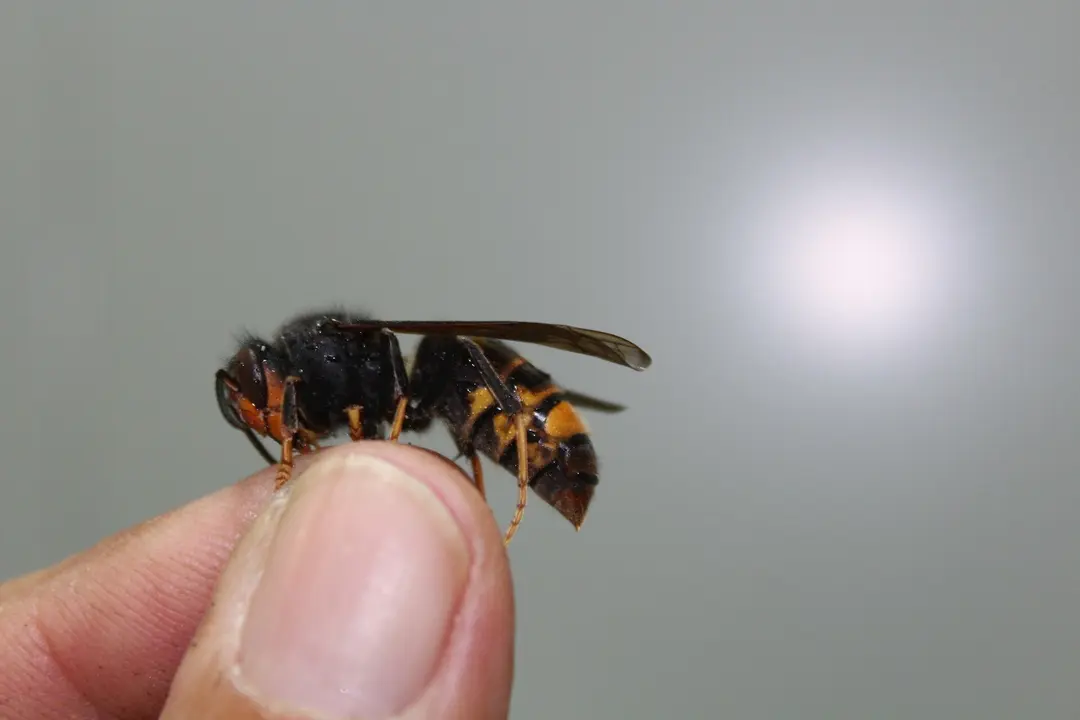 Imagen de una avispa asi&aacute;tica.