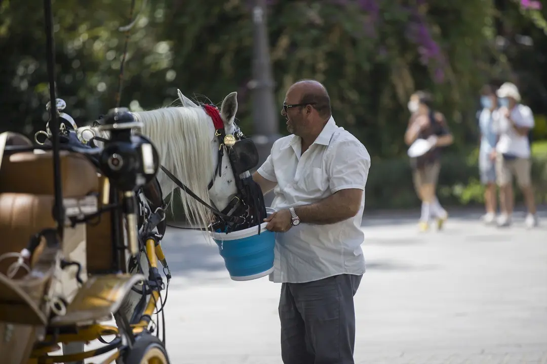 Un cochero dando agua a su caballo durante la ola de calor africano que ha llegado este jueves a Espa&ntilde;a. En Sevilla (Andaluc&iacute;a, Espa&ntilde;a), a 30 de julio de 2020.