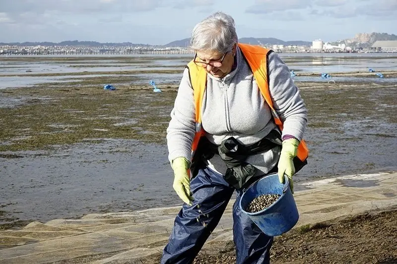                                 MARISCADORES . PEDRE&Ntilde;A. MARISCADORAS.
ALMEJAS.
6 11 2017