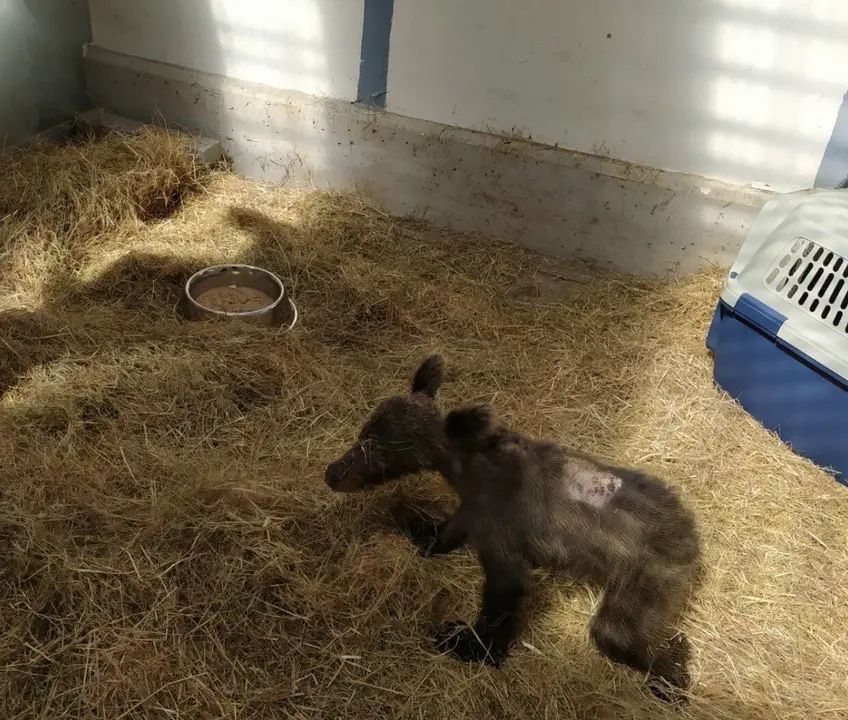 Np Y Foto Estado Salud Osezna