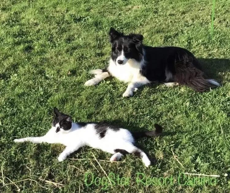 Animales dom&eacute;sticos. Perro. Gato. Servicio de recogida de animales. Mascotas