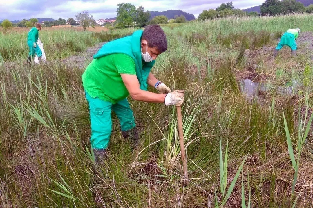 Labores de limpieza de plumeros 