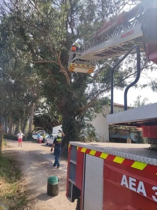 Bomberos rescatan un gato en un eucalipto de gran altura