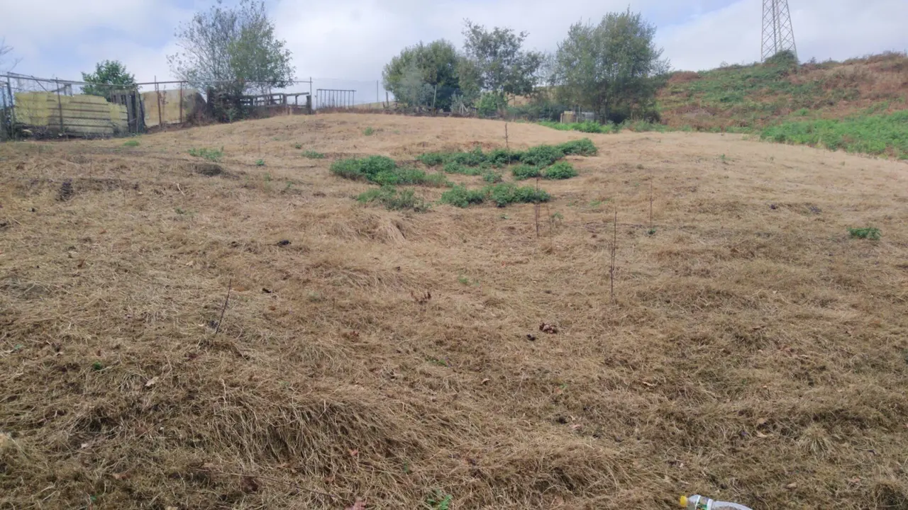 Prado arrasado por la plaga de orugas soldado