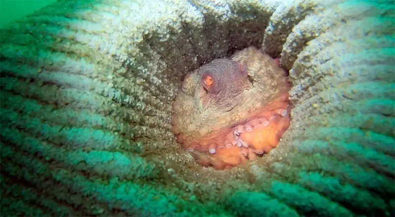 Nota Uc Biodiversidad En Arrecifes Artificiales