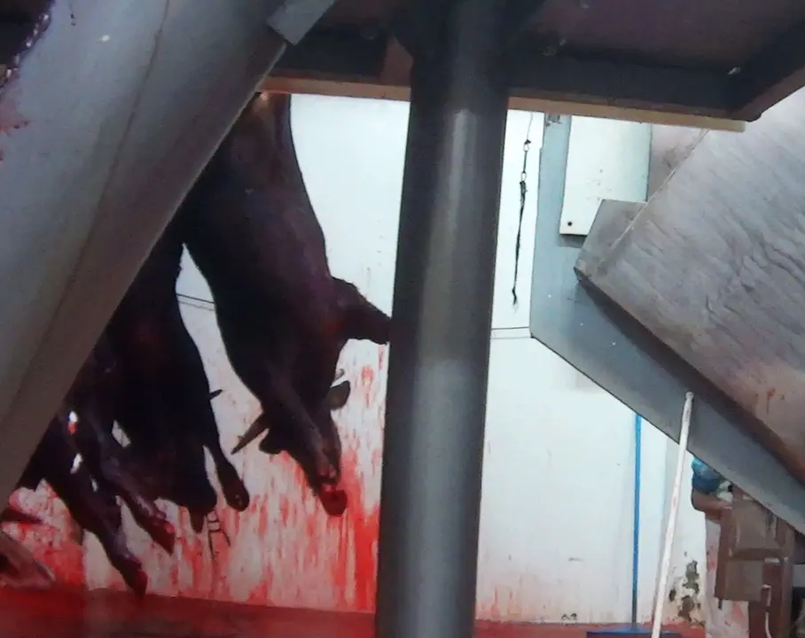 Cs pide instalar circuitos de televisi&oacute;n en todos los mataderos de C-LM para proteger a los animales