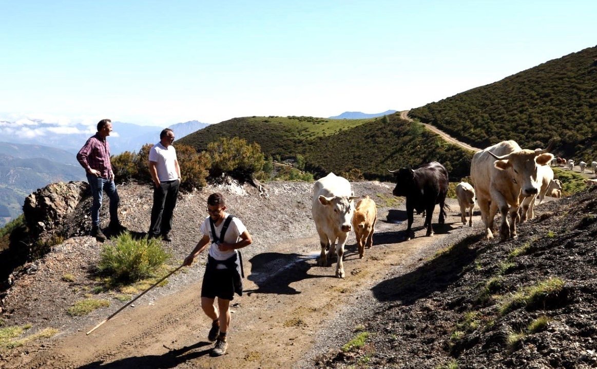 El ganado lebaniego sube al puerto de Pineda, donde permanecerá hasta octubre   