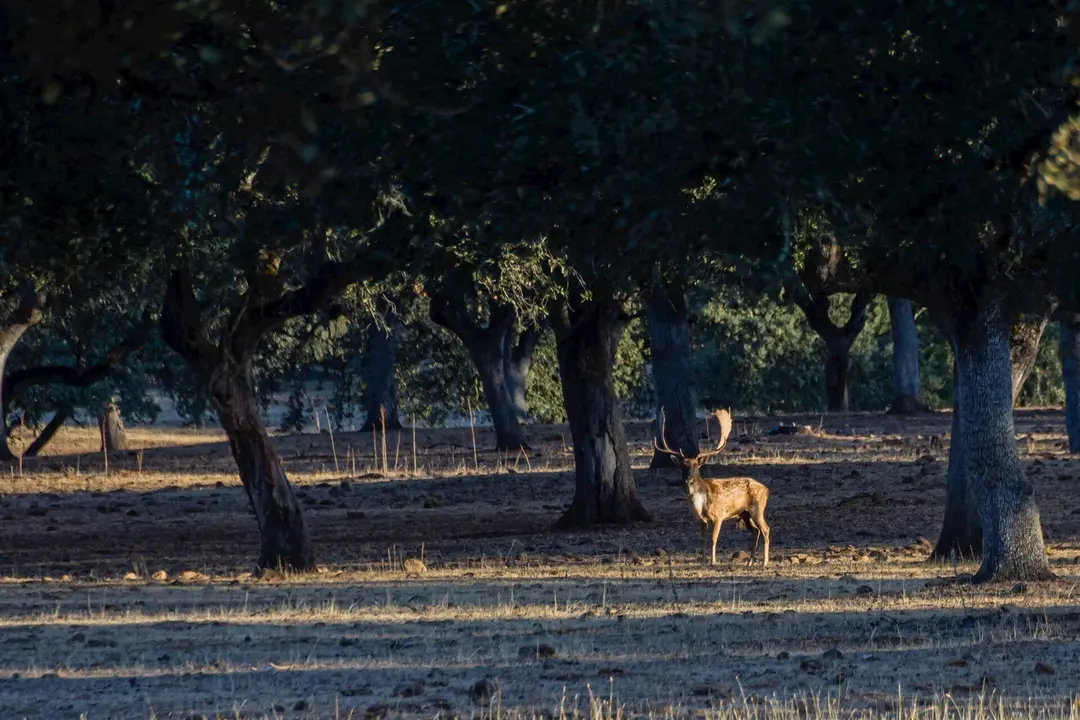Un gamo en la &eacute;poca de la ronca.