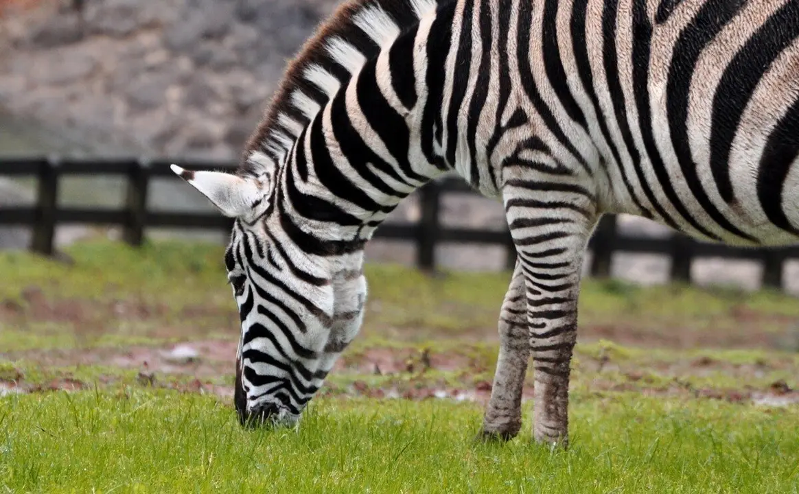 Cebra com&uacute;n en Cab&aacute;rceno