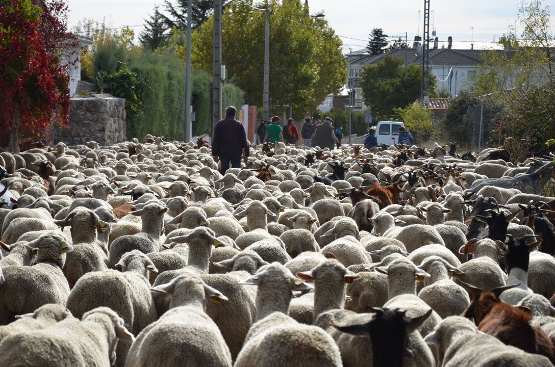 El rebaño trashumante de ovejas merinas recorre la zona noroeste pero no pasa por la capital para evitar aglomeraciones