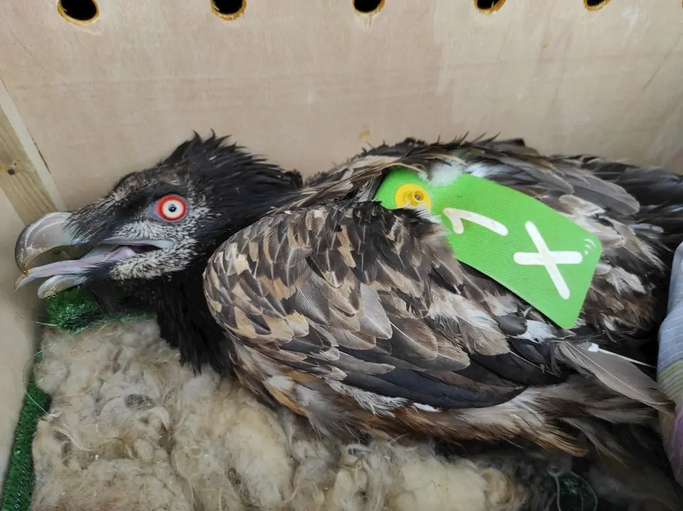 Quebrantahuesos rescatado malherido en Picos