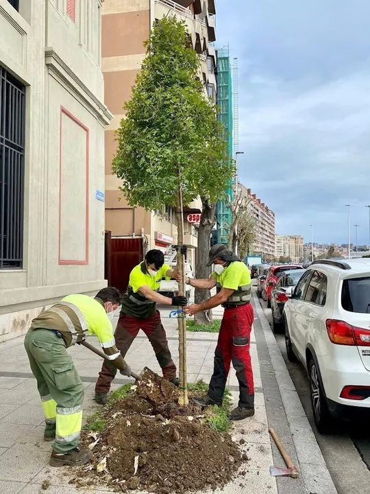 Plantaci&oacute;n de los arces en la calle Antonio L&oacute;pez de Santander