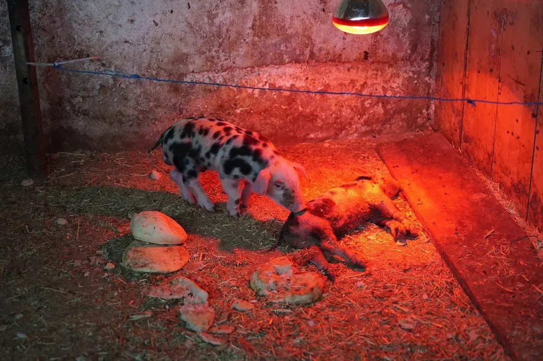 Imagen del estado de algunos de los animales de la granja