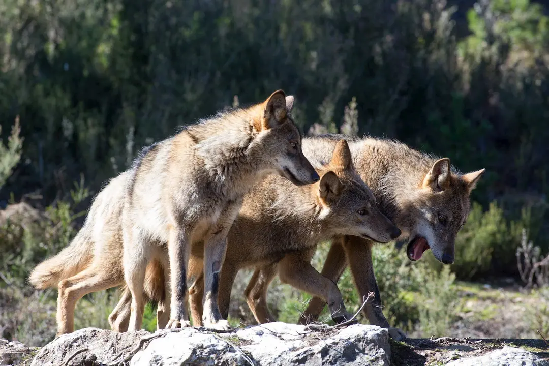 Varios lobos ib&eacute;ricos del Centro del Lobo Ib&eacute;rico en localidad de Robledo de Sanabria.
