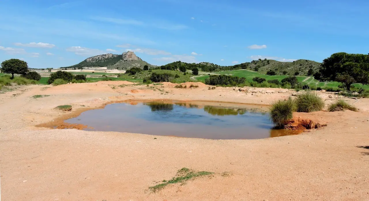 [Comunicacionumu] Un Estudio De La Umu Afirma Que El 50% De La Biodiversidad Acu&aacute;tica Se Ver&iacute;a Comprometida Con La Desaparici&oacute;n De Las Charcas Naturales