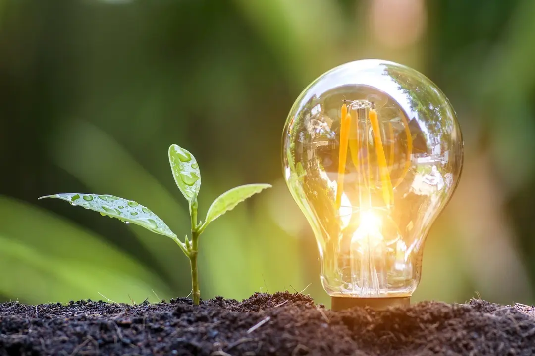 Un &aacute;rbol que crece en el suelo junto a una bombilla