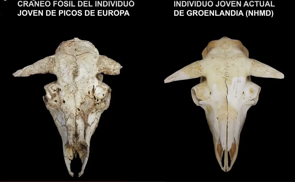 Hallan huesos de bueyes de 35.000 a&ntilde;os de antig&uuml;edad en Picos de Europa.