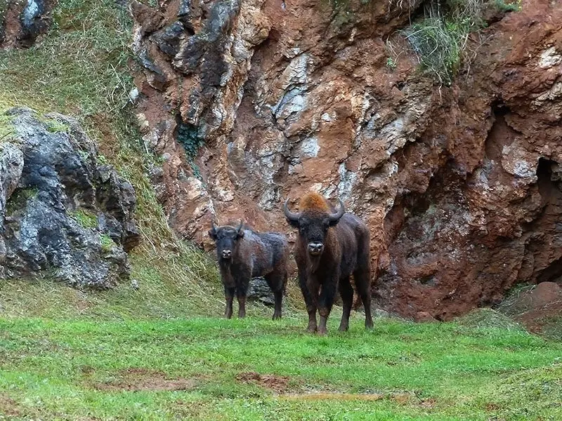 Bisontes del Parque de Cab&aacute;rceno