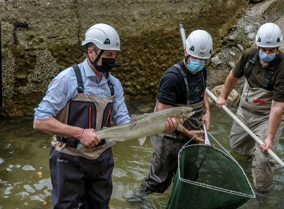 Control de reproductores de salm&oacute;n atl&aacute;ntico
