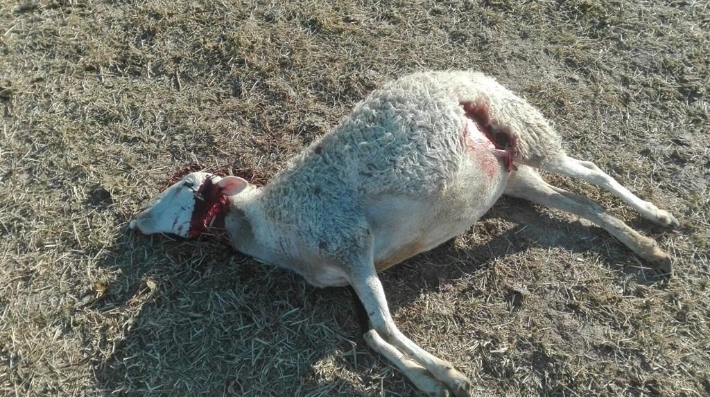 Una de las ovejas que ha muerto tras el ataque de un lobo en Novillas