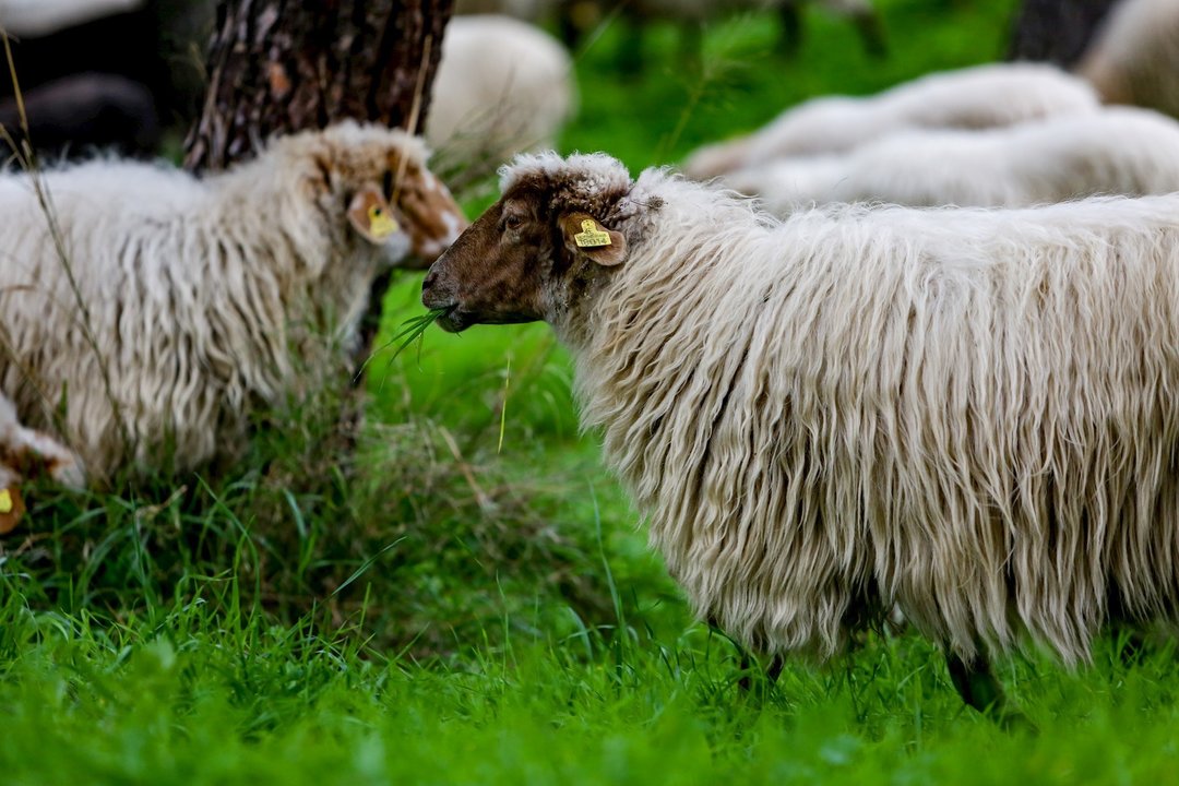 Un rebaño de ovejas pasta en Ciudad Universitaria durante su camino de vuelta  a la Casa de Campo, en Madrid (España) 
