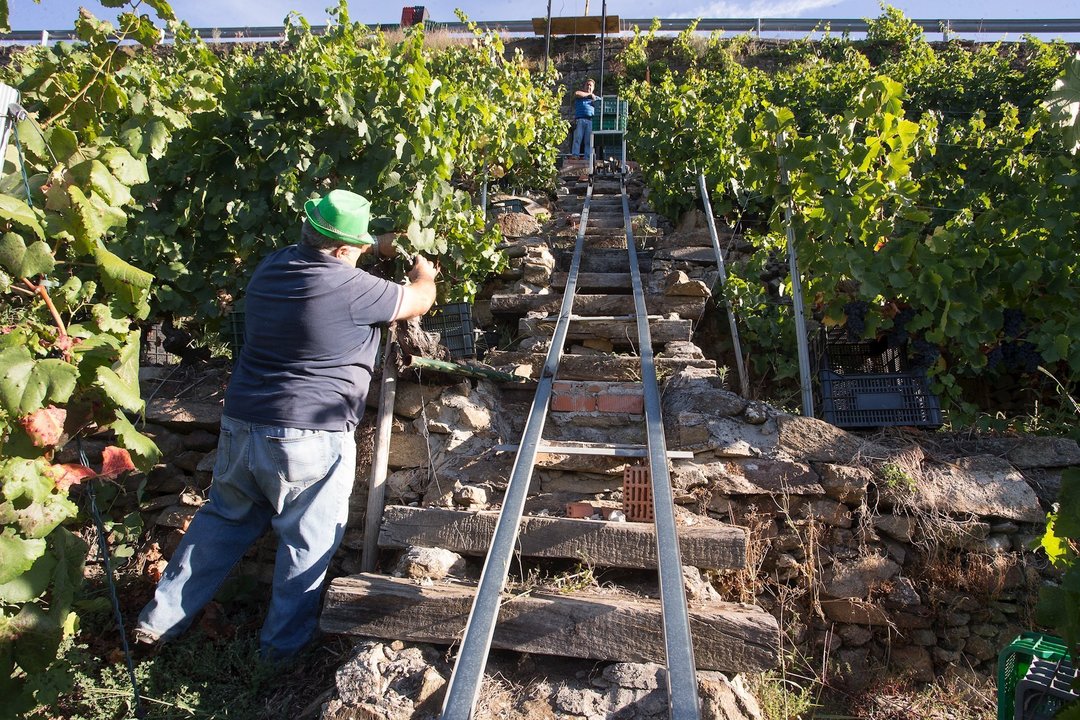 Dos vendimiadores cortan racimos de uvas en el viñedo de la Bodega Algueira de la D.O. Ribeira Sacra de Lugo 
