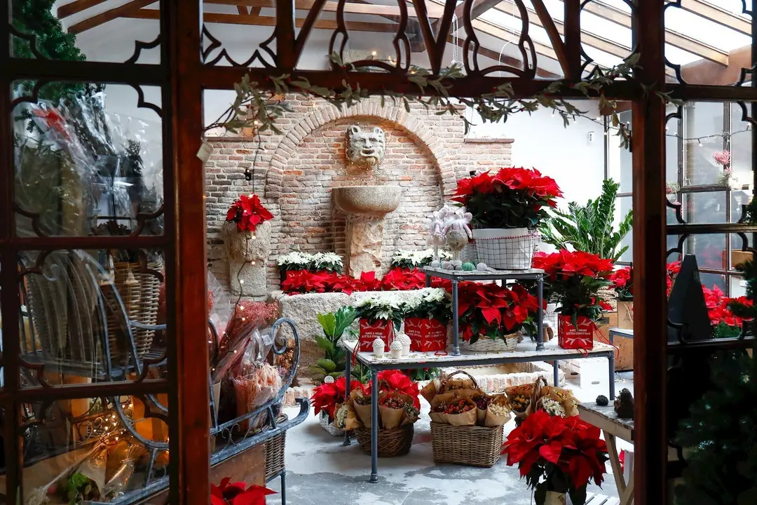 Flores y plantas de Navidad en la florister&iacute;a &lsquo;El &Aacute;ngel del Jard&iacute;n, en Madrid, (Espa&ntilde;a).
