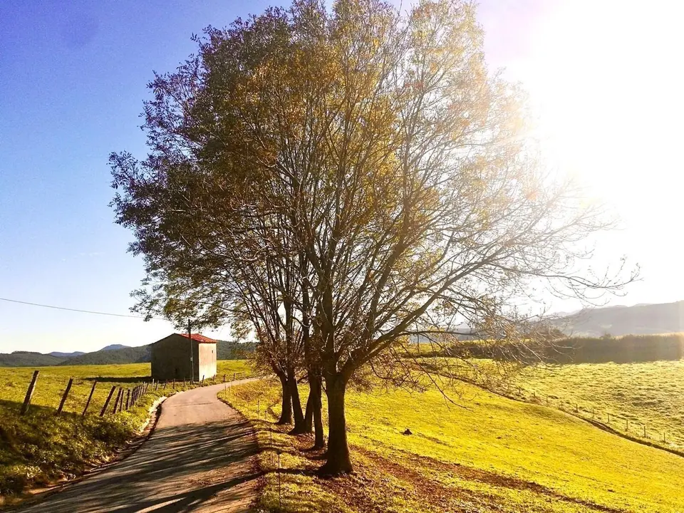 Imagen concurso foto Hazas de cesto