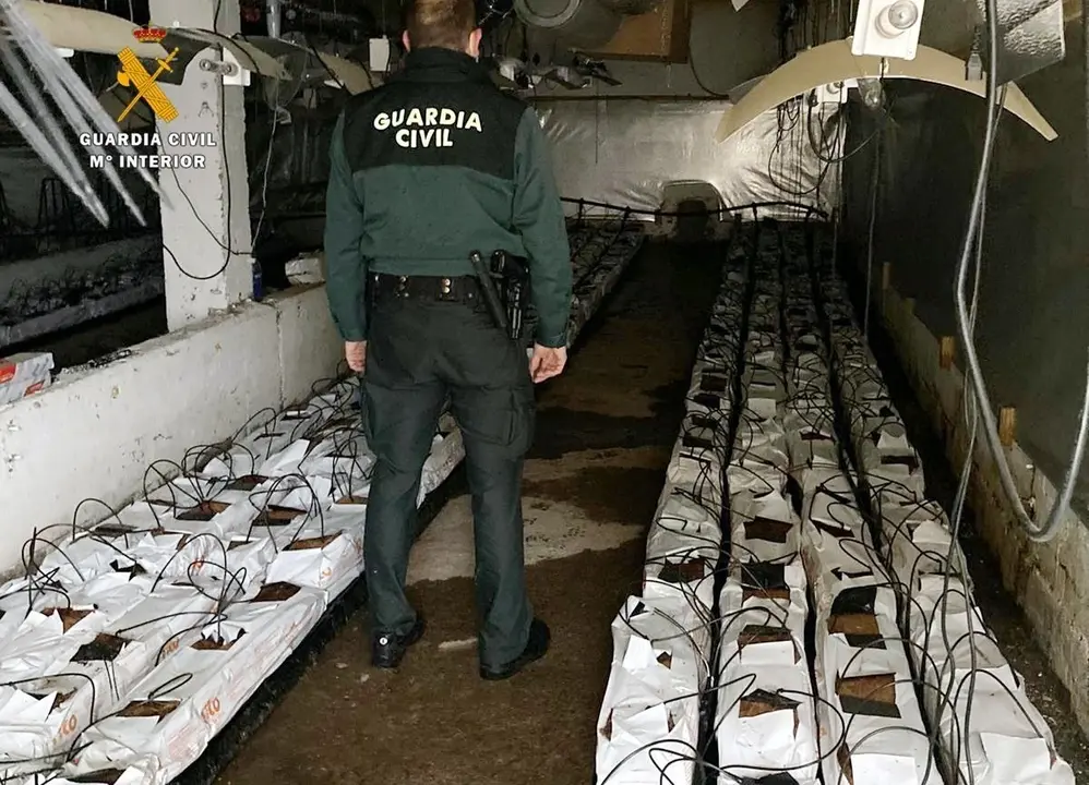 Plantaci&oacute;n marihuana desmantelada tras un incendio