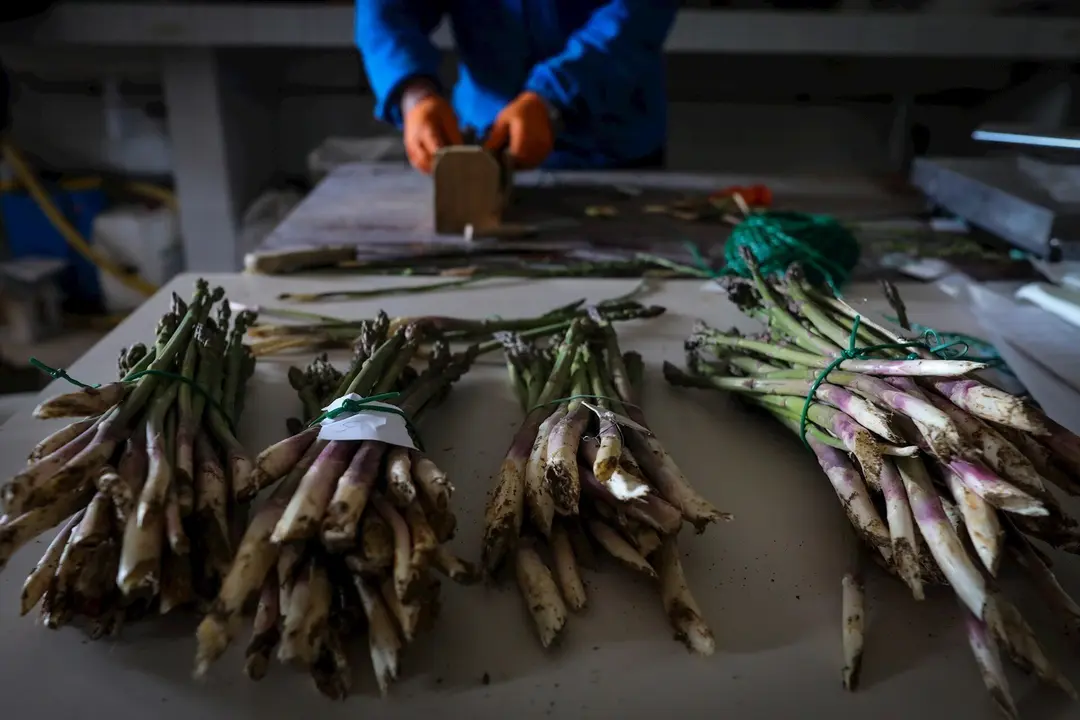 Un joven agricultor separa en diferentes paquetes esp&aacute;rragos cultivados en los campos del Instituto Madrile&ntilde;o de Investigaci&oacute;n y Desarrollo Rural, Agrario y Alimentario (IMIDRA),  
