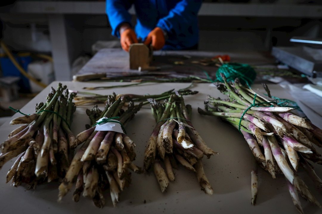 Un joven agricultor separa en diferentes paquetes espárragos cultivados en los campos del Instituto Madrileño de Investigación y Desarrollo Rural, Agrario y Alimentario (IMIDRA),  