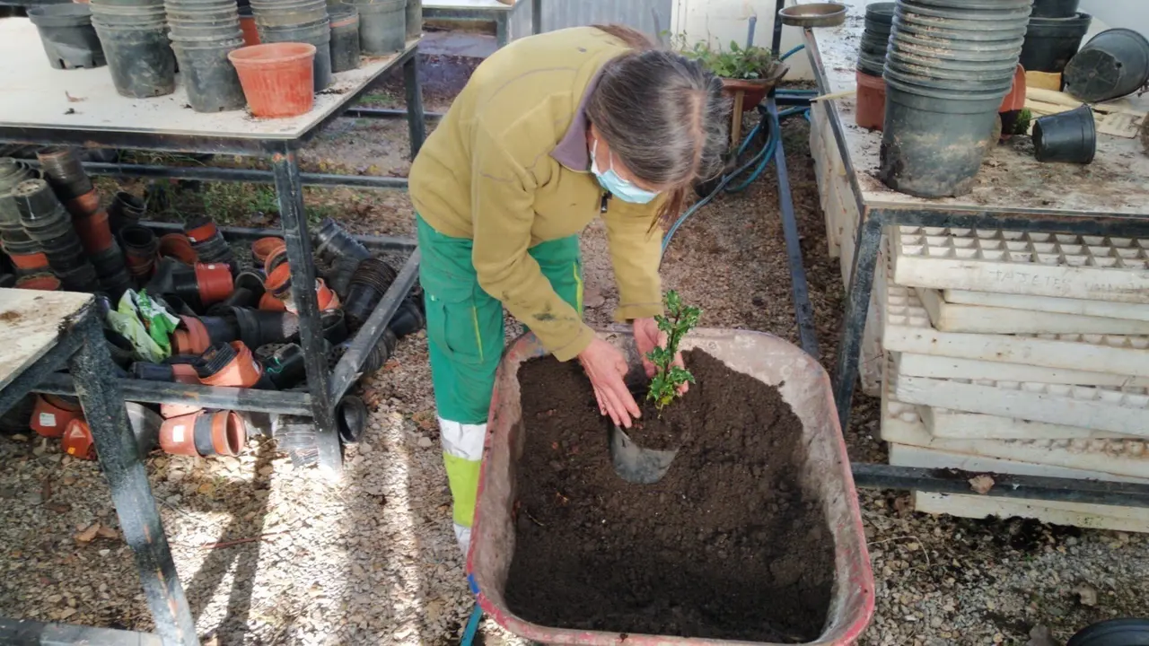 Reparto de &aacute;rboles aut&oacute;ctonos