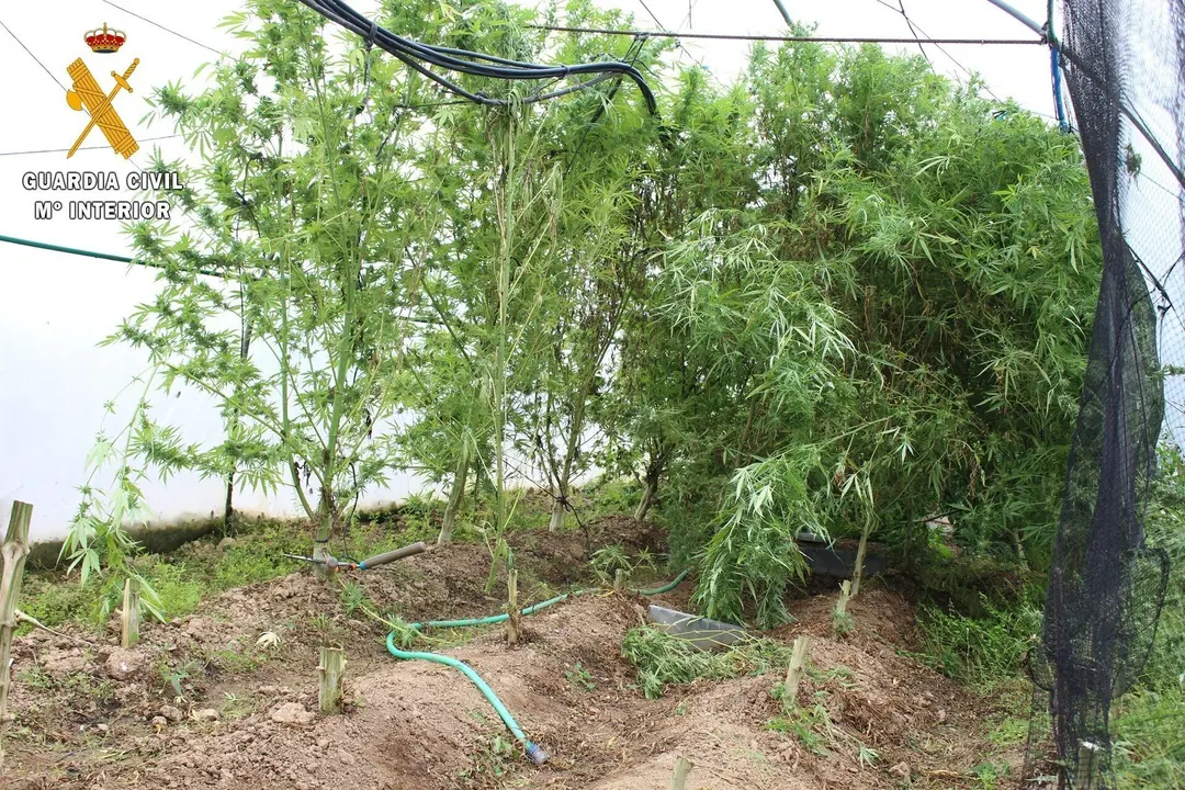 Foto de las plantas de marihuana en el invernadero