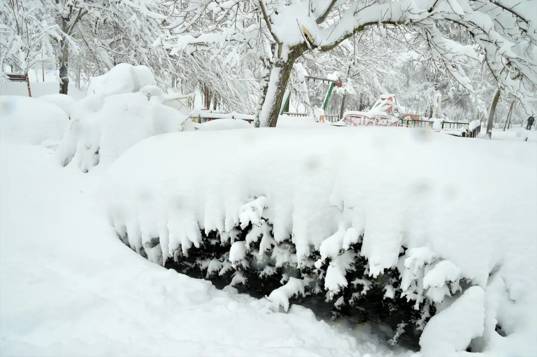&Aacute;rboles cubiertos de nieve