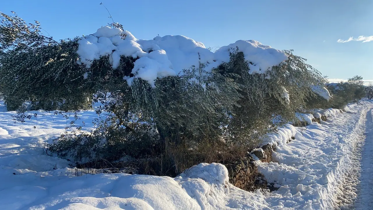 Da&ntilde;os en el campo causados por la borrasca Filomena