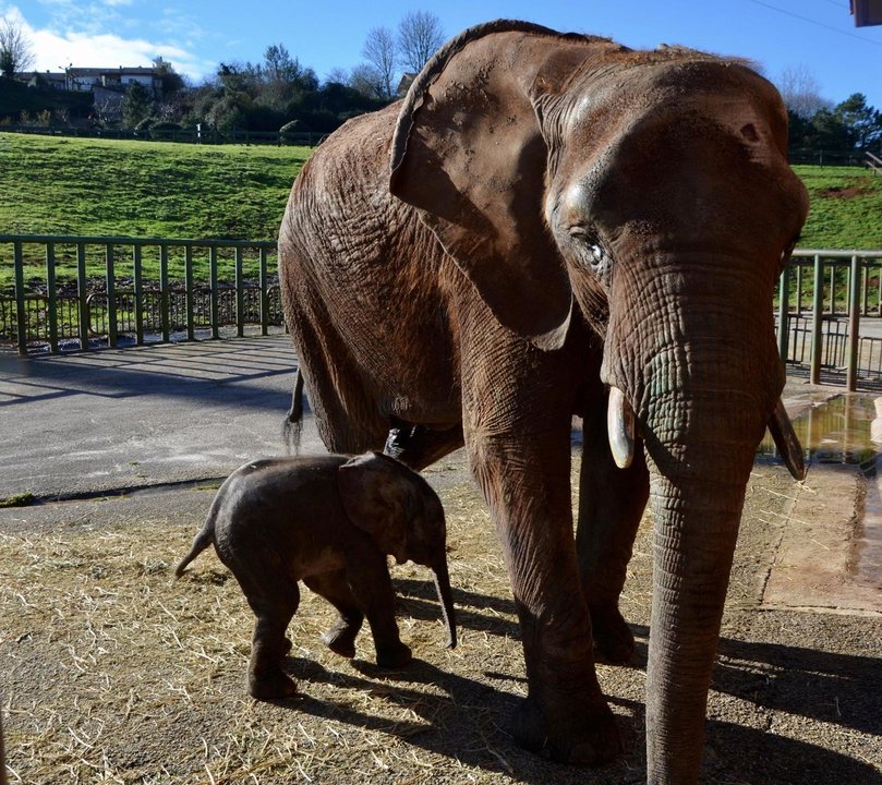 Nueva cría de elefante africano nacida en Cabárceno
