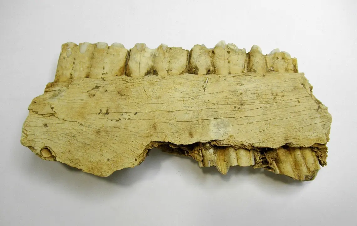 Mand&iacute;bula de caballo de la Garma A