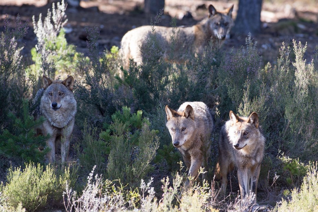 Varios lobos ibéricos del Centro del Lobo Ibérico en localidad de Robledo de Sanabria, en plena Sierra de la Culebra (lugar de mayor concentración de este cánido en el Sur de Europa). 