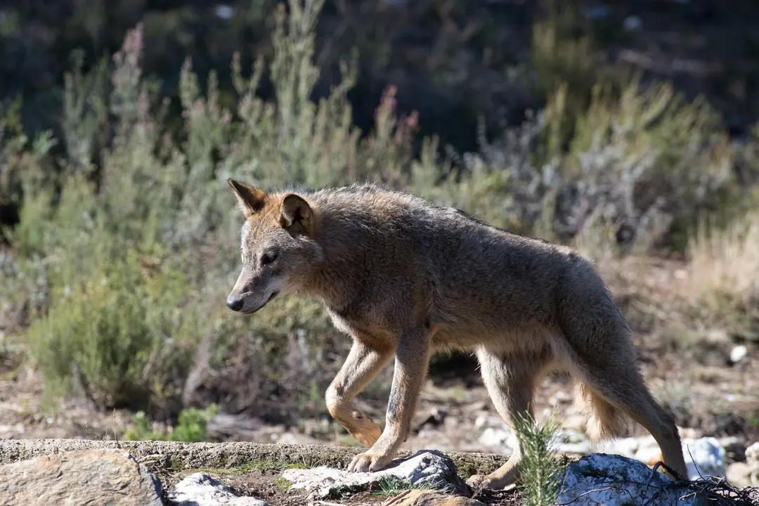 Un lobo ib&eacute;rico del Centro del Lobo Ib&eacute;rico en localidad de Robledo de Sanabria, en Zamora.