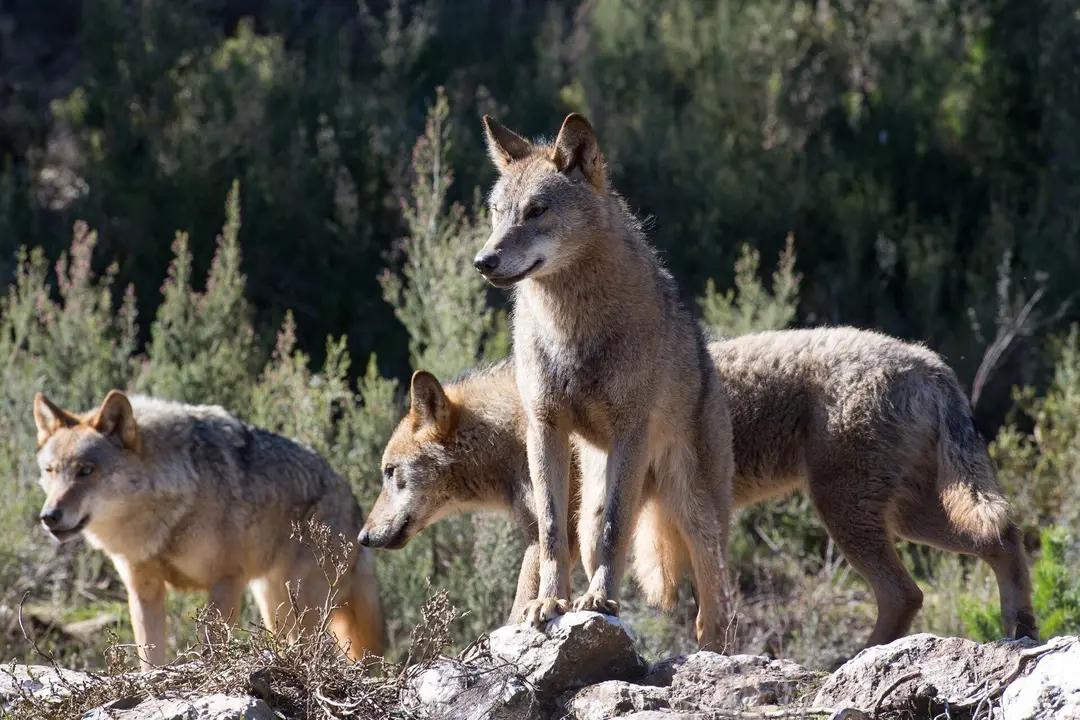 Varios lobos ib&eacute;ricos del Centro del Lobo Ib&eacute;rico en localidad de Robledo de Sanabria, en plena Sierra de la Culebra (lugar de mayor concentraci&oacute;n de este c&aacute;nido en el Sur de Europa). 