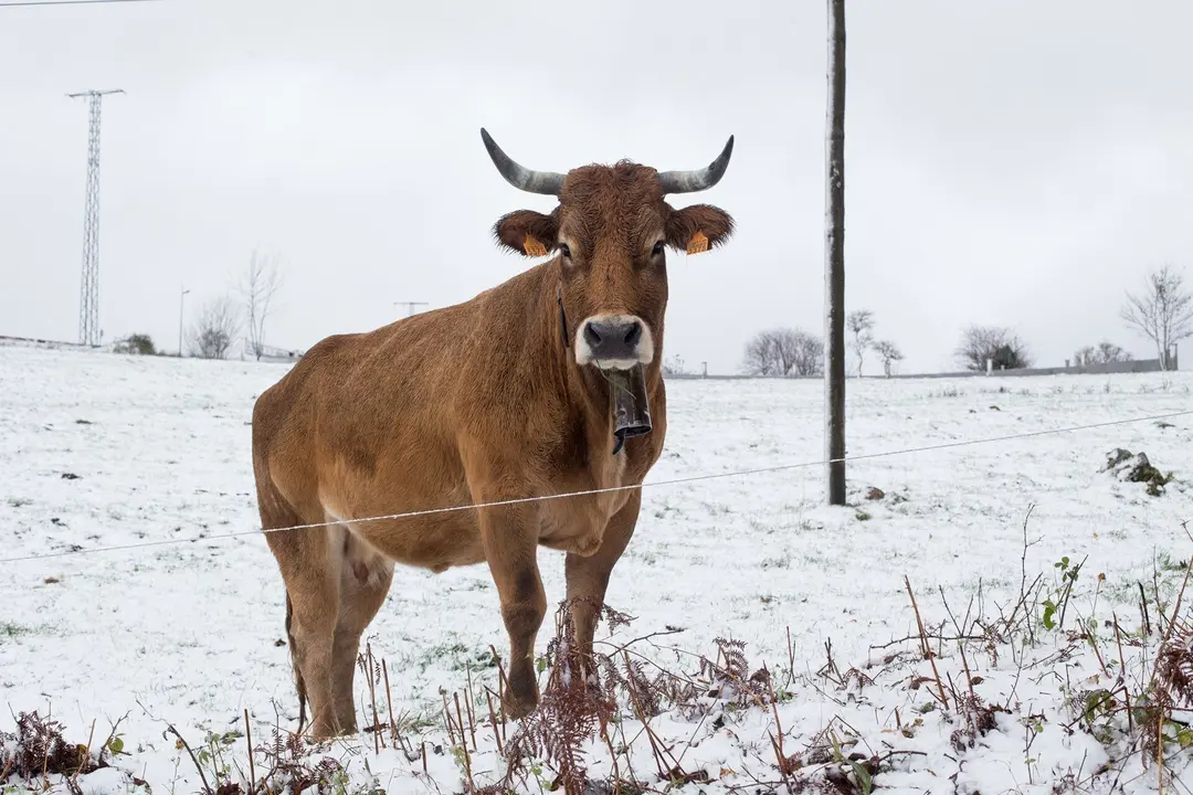Una vaca rodeada de nieve 