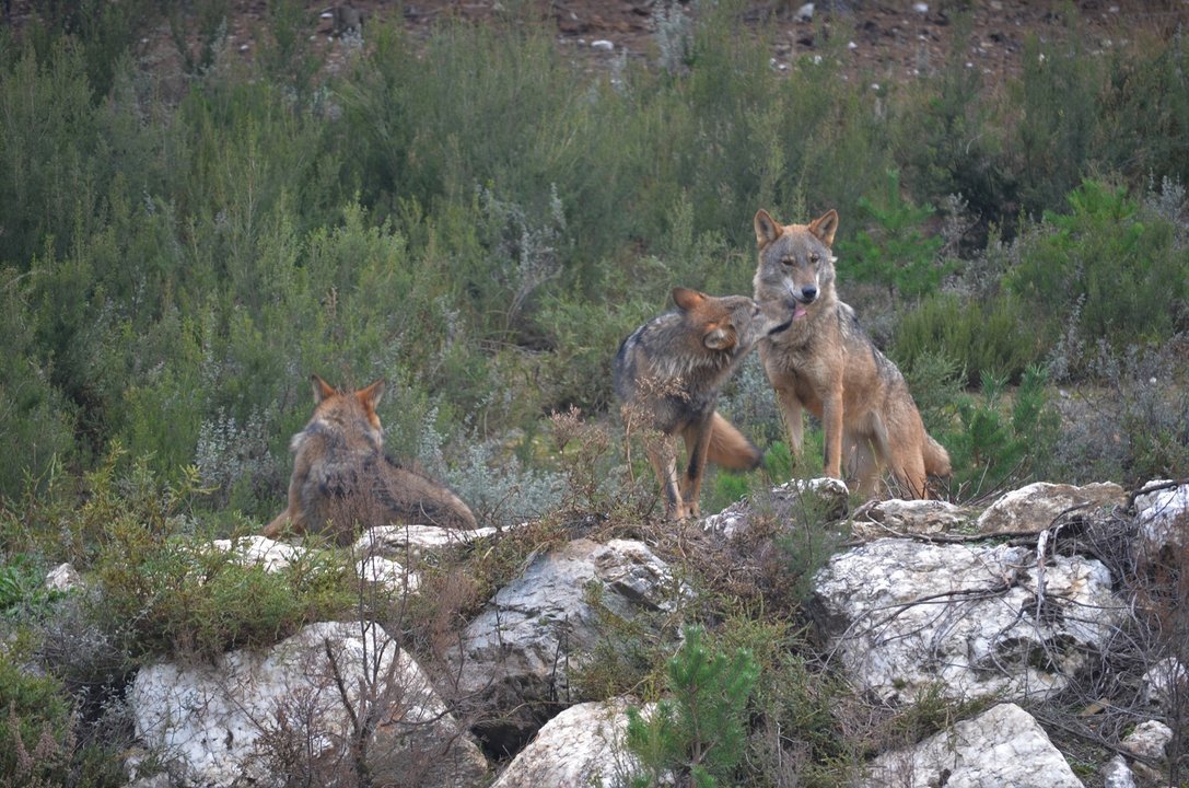 Ejemplares de lobo ibérico en el centro de conservación del lobo de la Fundación Patrimonio Natural y Biodiversidad de la Junta de Castilla y León.